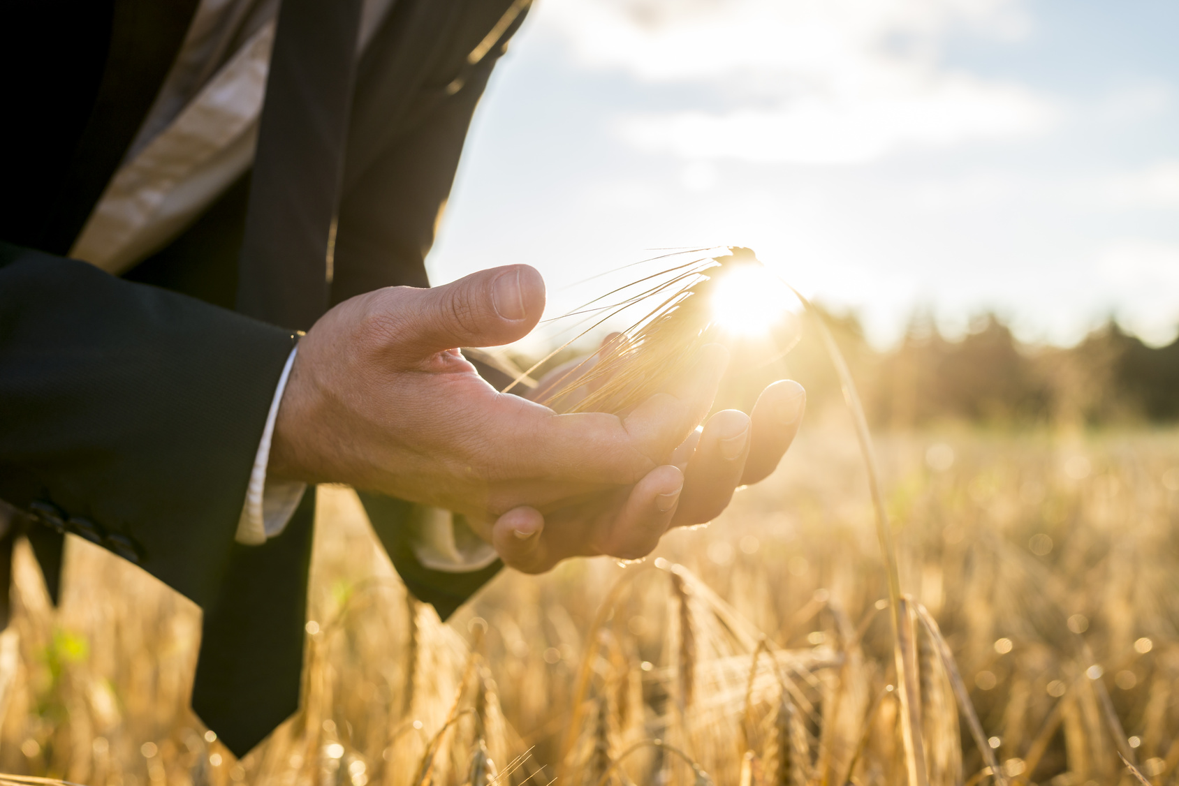 Businessman cupping a ripe ear of wheat in his hands